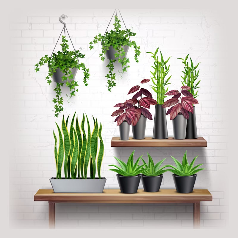 Live Plants Price List